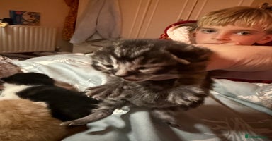 Mixed Breed cats Gorgeous kittens for sale - Advert 8