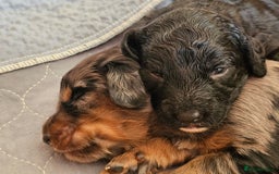 Cockapoo dogs for sale: Cockapoo Puppies - Ready 16 October 2025 - Image 4