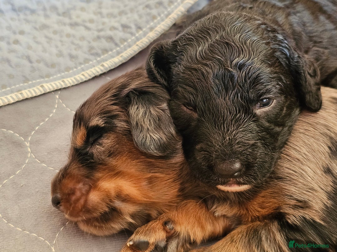 Cockapoo dogs for sale: Cockapoo Puppies - Ready 16 October 2025 - Image 4