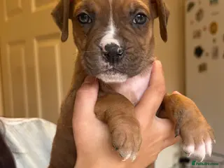 Boxer dogs Beautiful Boxer x Cane corso puppies 🐶 - Advert 1