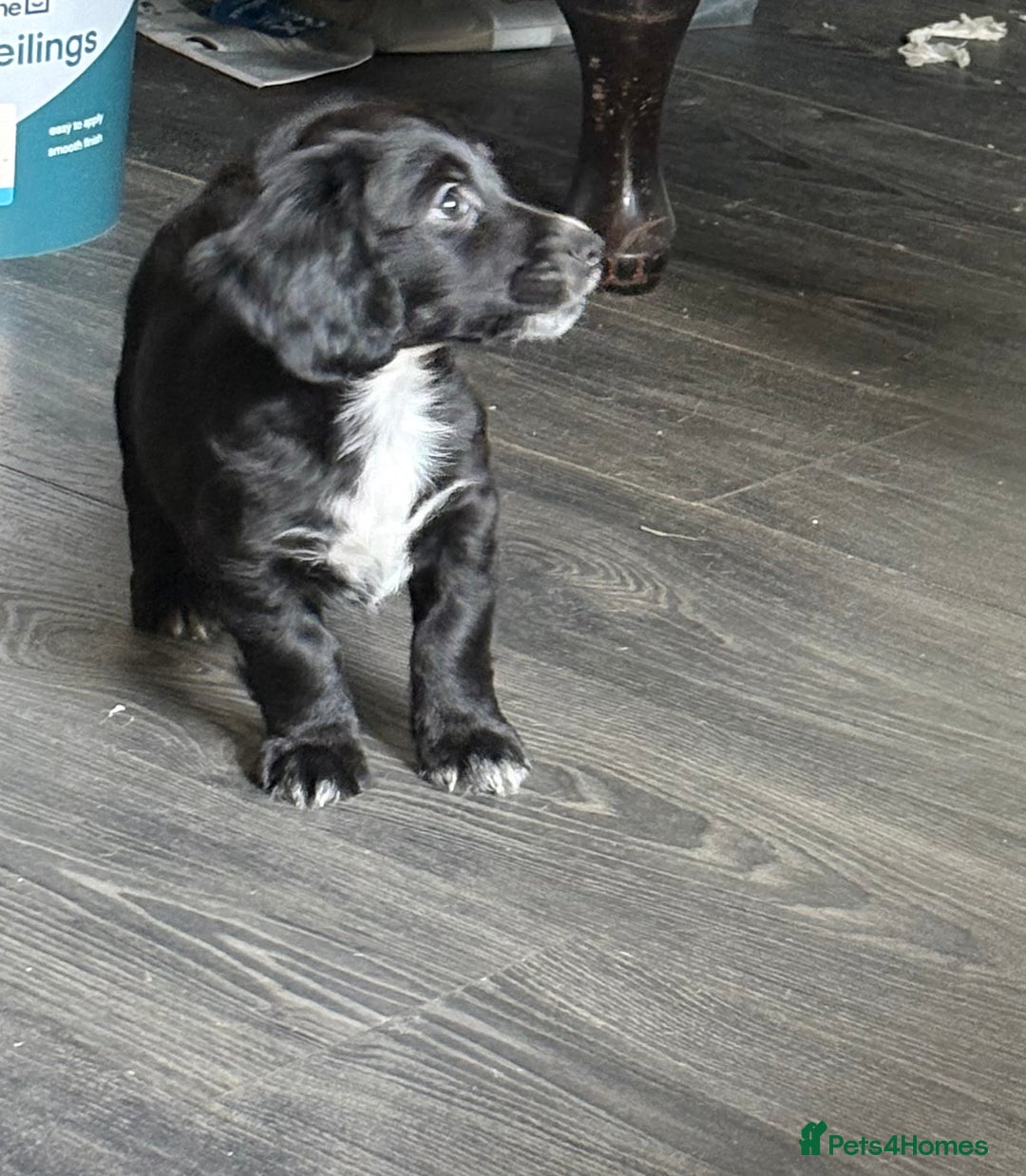 Cocker Spaniel dogs for sale: cockerspaniels  - Image 9