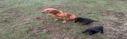Labrador Retriever dogs for sale: Labrador puppies for sale ready to leave - Advert 2