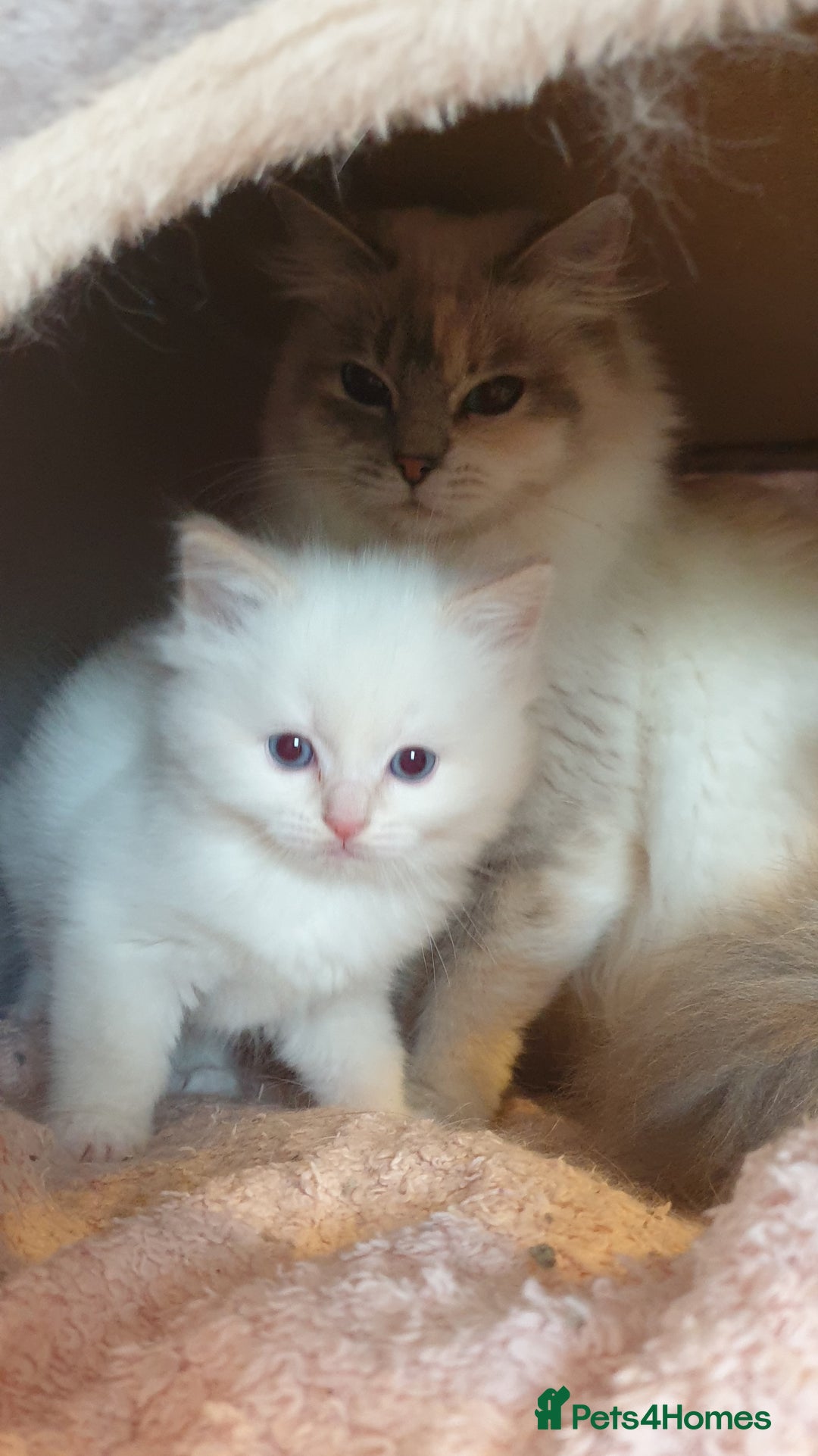 Ragdoll cats for sale: 💗Stunning GCCF registered Ragdoll Kittens. - Advert 33