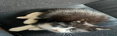 Mixed Breed Kitten 4