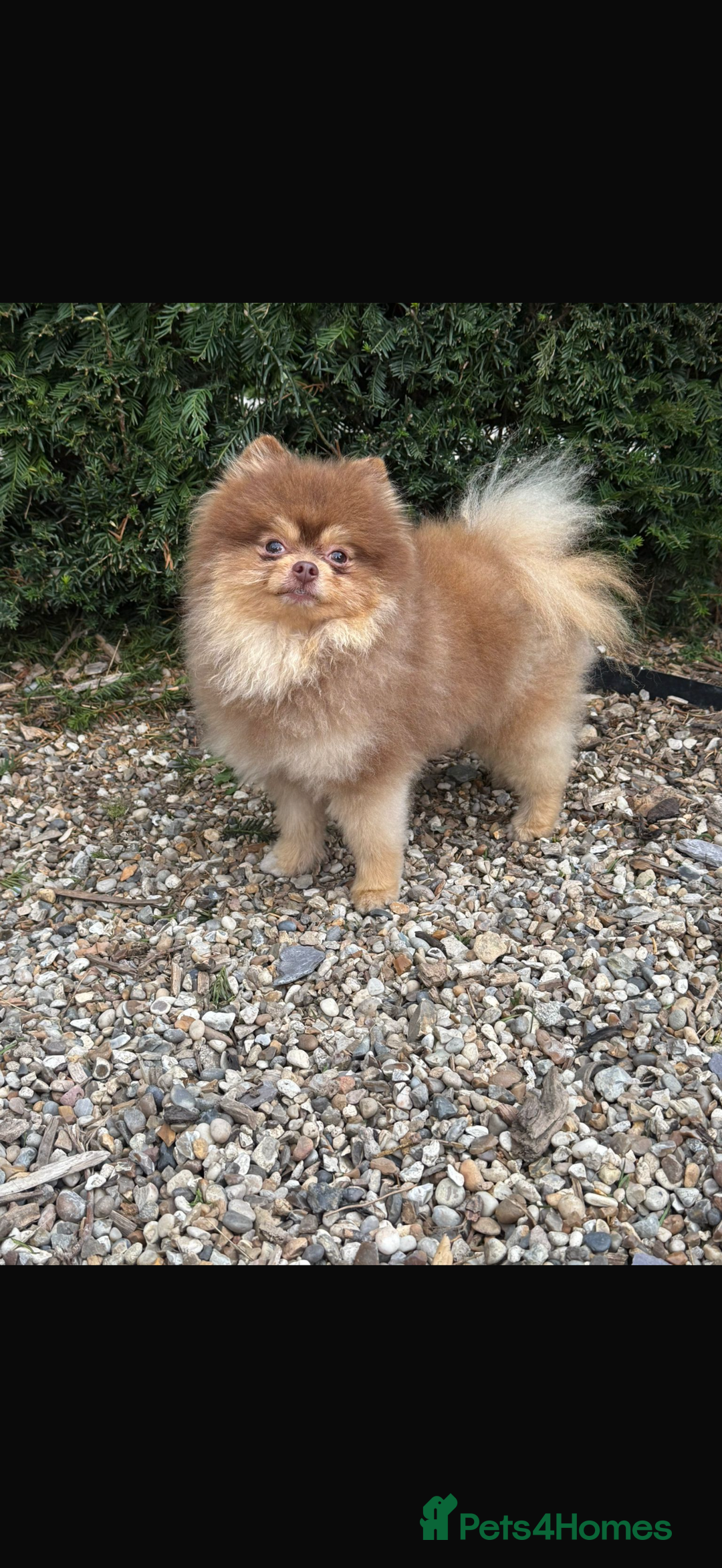 Pomeranian dogs for sale: BEAUTIFUL K.C REGISTERED POMERANIAN PUPPIES  - Advert 14