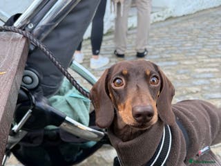 Miniature Dachshund dogs Minature Dachshund for stud!! *PRA CLEAR* in Martock - Advert 1