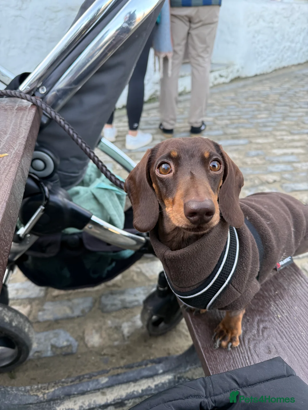 Miniature Dachshund dogs for stud: Minature Dachshund for stud!! *PRA CLEAR* in Martock - Advert 1