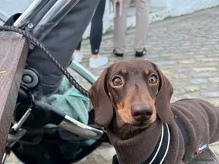 Miniature Dachshund dogs Minature Dachshund for stud!! *PRA CLEAR* in Martock - Advert 15