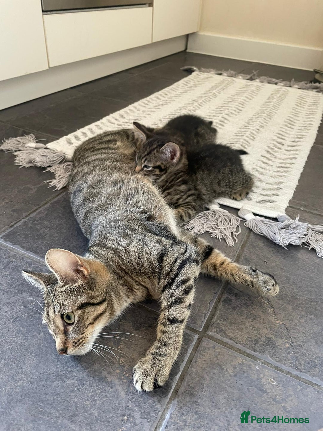 Domestic Shorthair cats for sale: Classic Tabby Domestic shorthair - Image 7