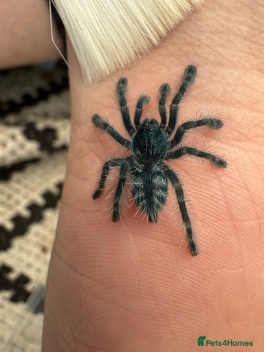 Gallery Image {{count}}