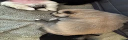 Pomeranian dogs for sale: Five beautiful fluffy Pomeranian puppies  - Advert 32