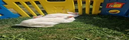British Giant rabbits for sale: Spanish giant rabbits  - Advert 9