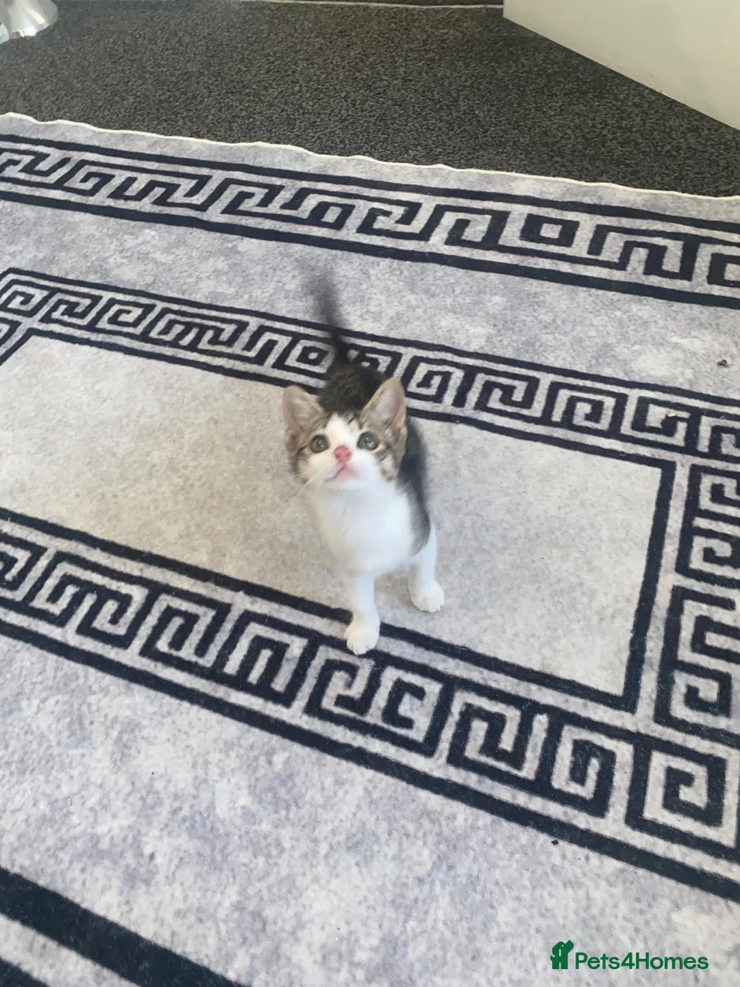 Mixed Breed cats for sale: little female tortoise shell kitten - Advert 2