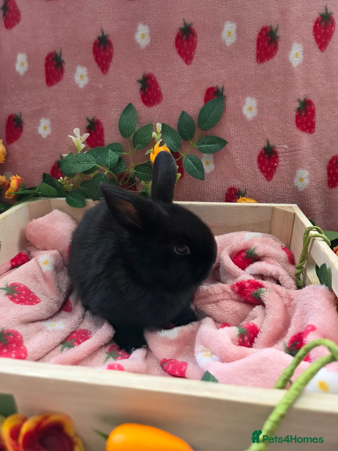 Mini Lop rabbits for sale: Mini lop 2 chunky tame girls left - Advert 12