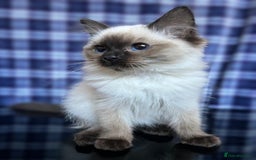 Ragdoll cats for sale: FIFe Registered Ragdoll Kittens Champion Line  - Image 5