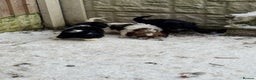 Mixed Breed dogs for sale: 8 Springer mix Puppies - Advert 32