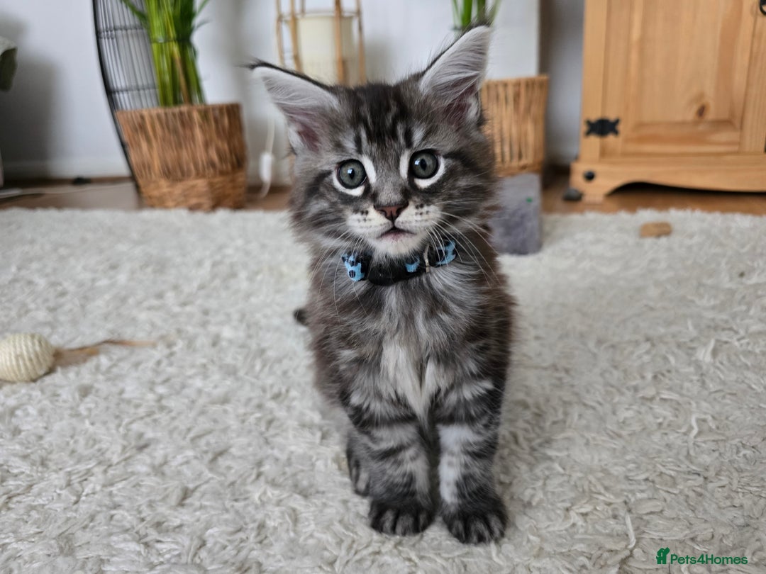 Maine Coon cats for sale: Adorable Maine Coon Boy looking for a Loving Home  - Advert 14