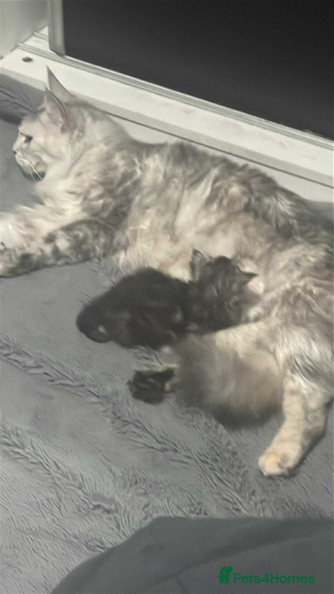 Maine Coon cats for sale: Majestik maine coon kittens  - Advert 5