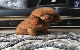 Cavapoo dogs for sale: Stunning F1 red Cavapoo Baby’s  - Image 6