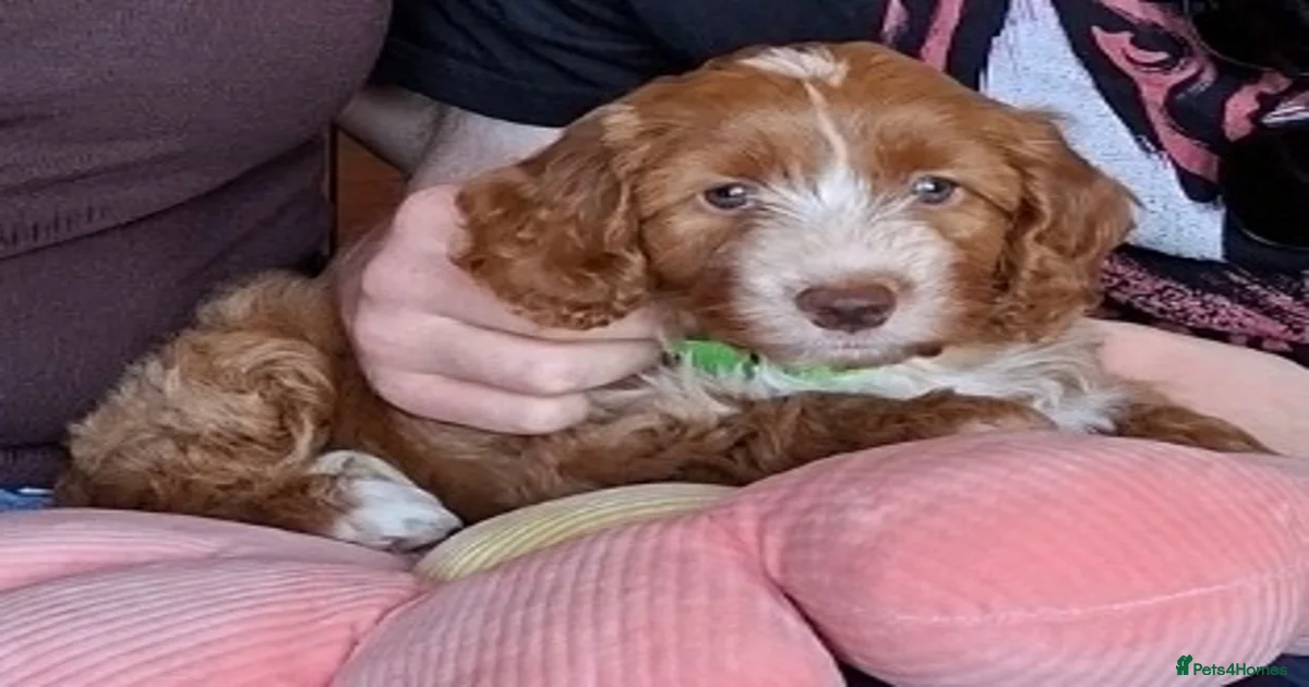 Two Cockapoo Puppies for sale | Pets4Homes