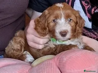 Cockapoo dogs 🐶 Red Health tested Cockerpoos 🐶 - Advert 3