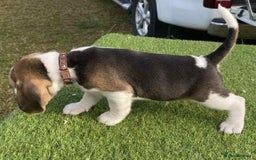 Beagle dogs for sale: beautiful purebred beagle puppies! - Image 1