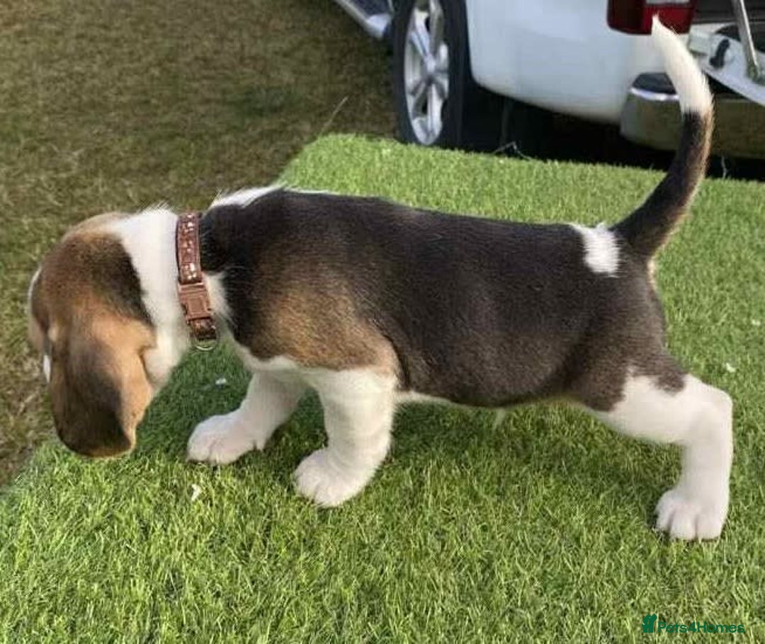 Beagle dogs for sale: beautiful purebred beagle puppies! - Image 1