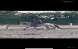 Appaloosa horses for sale: Angelic allrounder  - Image 9