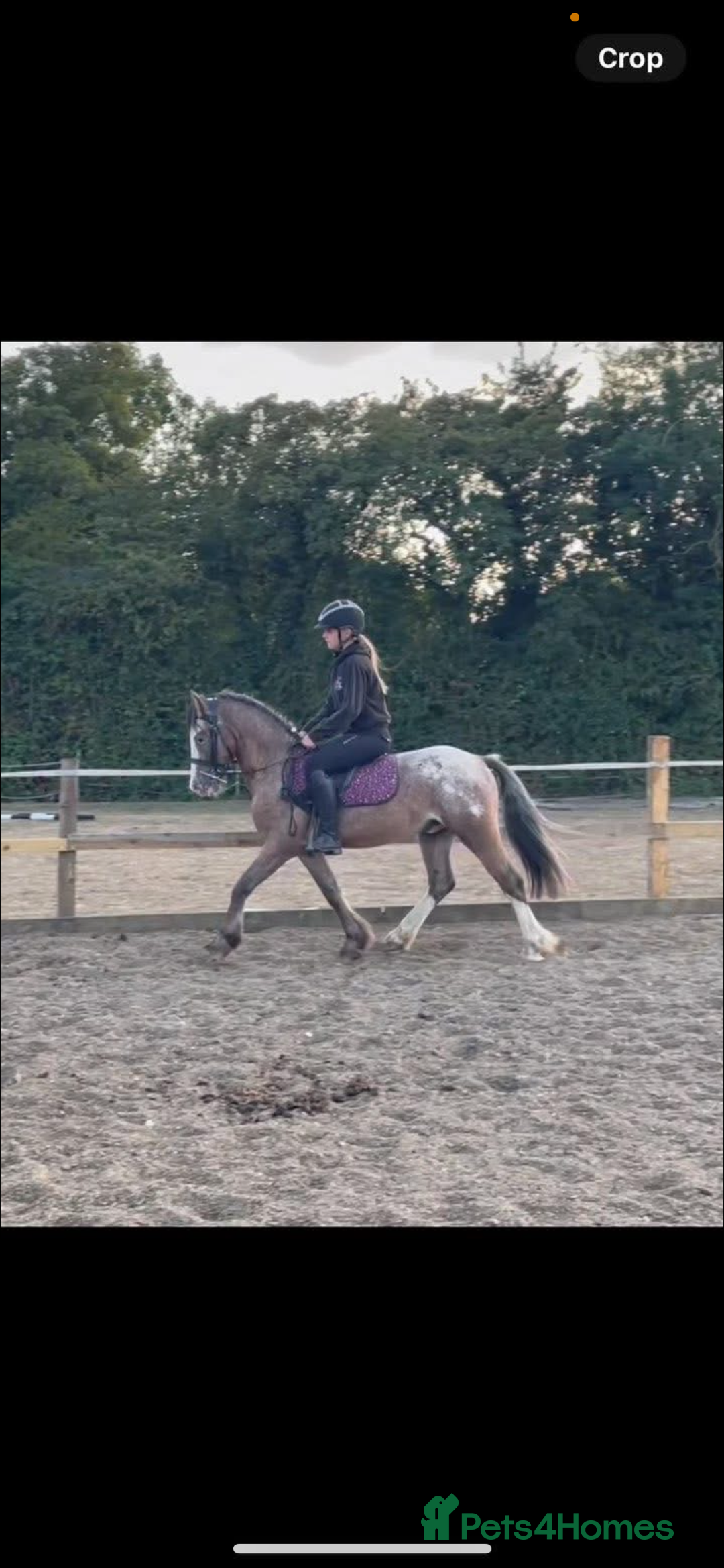 Appaloosa horses for sale: Angelic allrounder  - Image 9