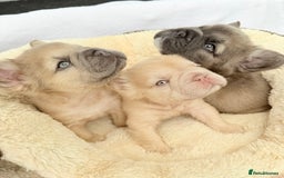 French Bulldog dogs for sale: Visual fluffy ** French bulldog puppies - Image 1