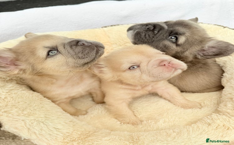 French Bulldog dogs - Advert 3