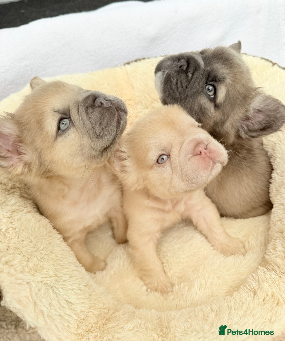 French Bulldog dogs for sale: Visual fluffy ** French bulldog puppies - Image 1