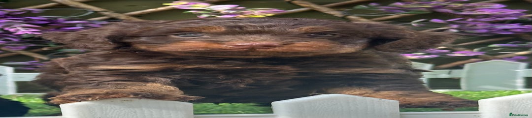Cockapoo Puppy 1