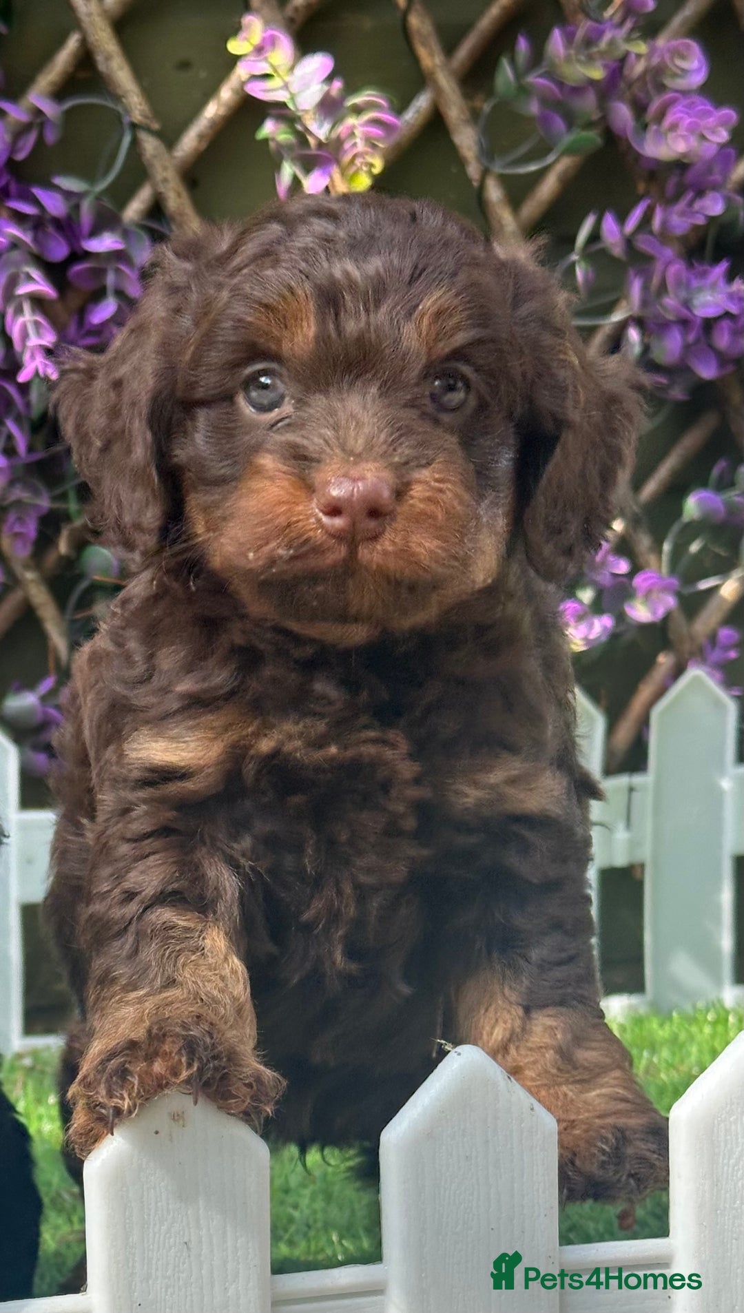 Cockapoo dogs for sale: Gorgeous Toy Cockapoo Girls - Image 4