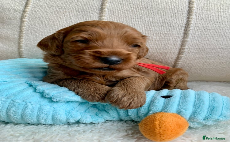 Cockapoo dogs - Advert 16