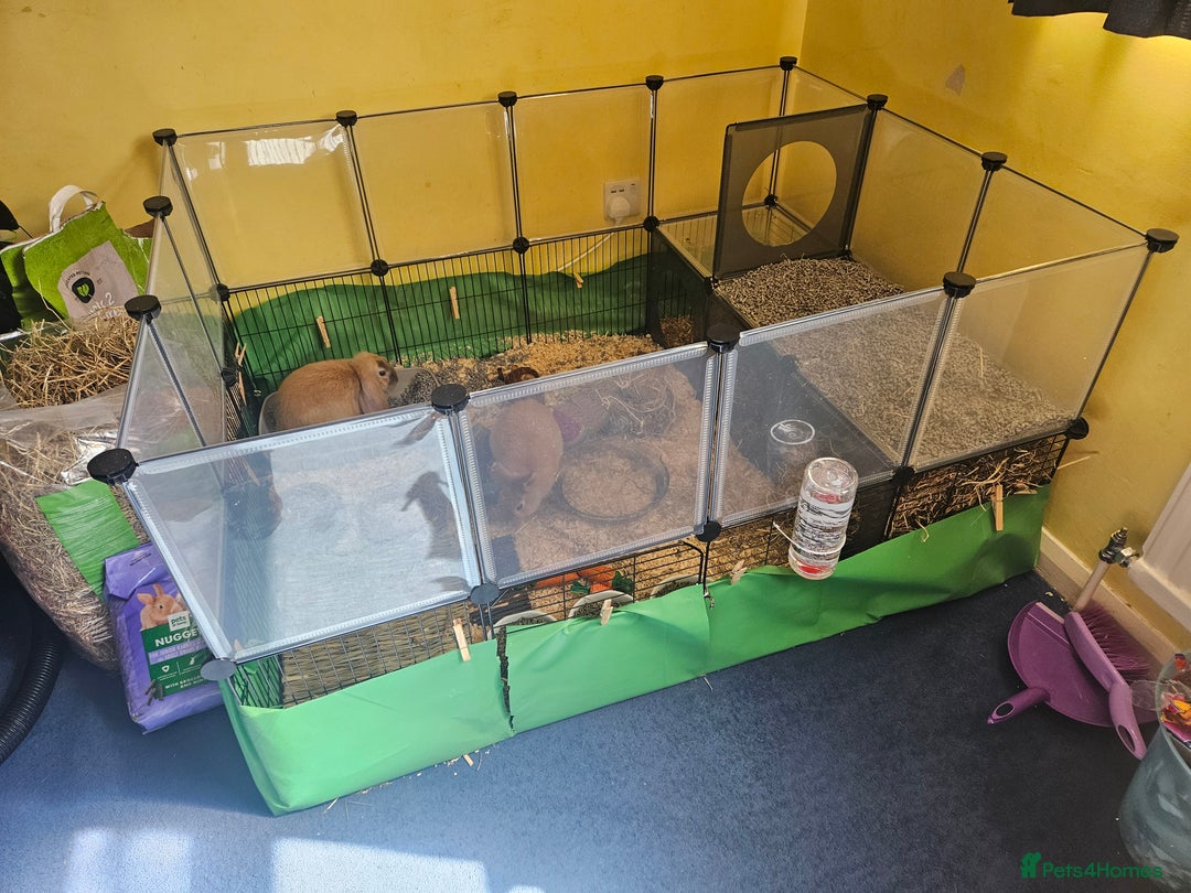 Mixed Breed rabbits for sale: Two cute male bunny rabbits in Chesham - Image 6