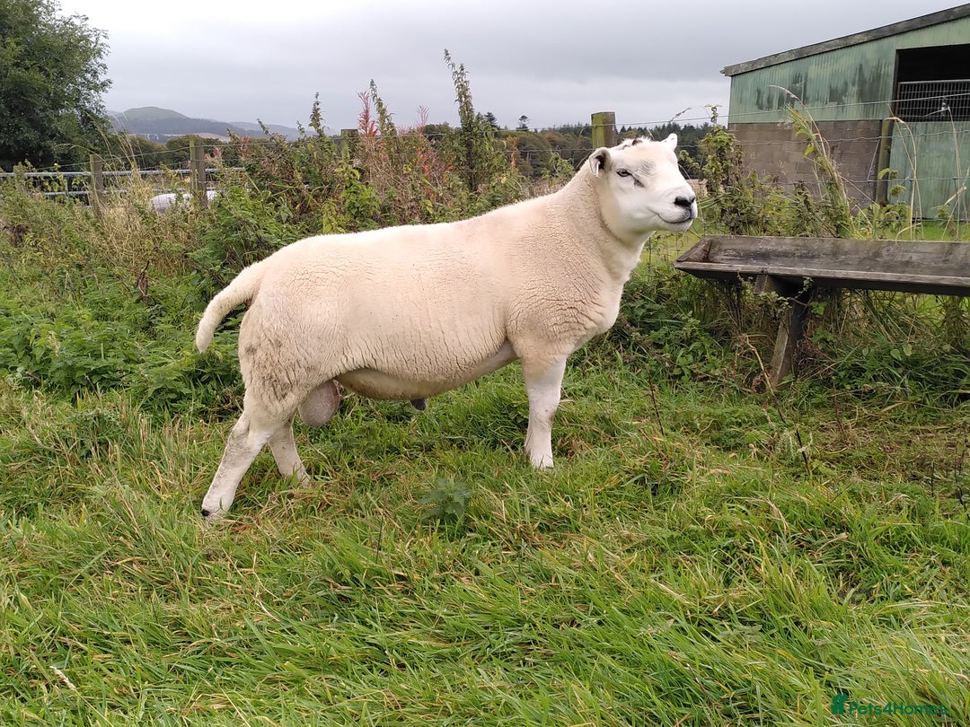 Sheep livestock for sale: Organic Texel purebreed tup/ ram - Image 4