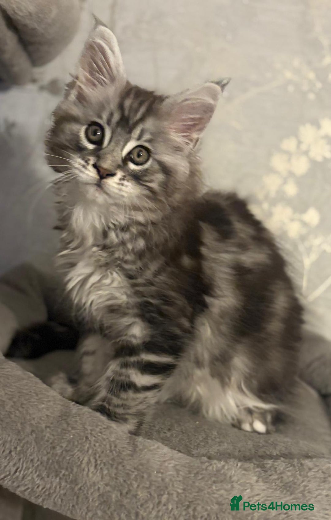 Maine Coon cats for sale: Ready to leave quality Maine coon kittens - Advert 29