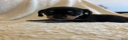 Chihuahua dogs for sale: Chihuahua X Miniature Dashund - Advert 25