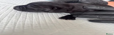 Cane Corso Puppy 4