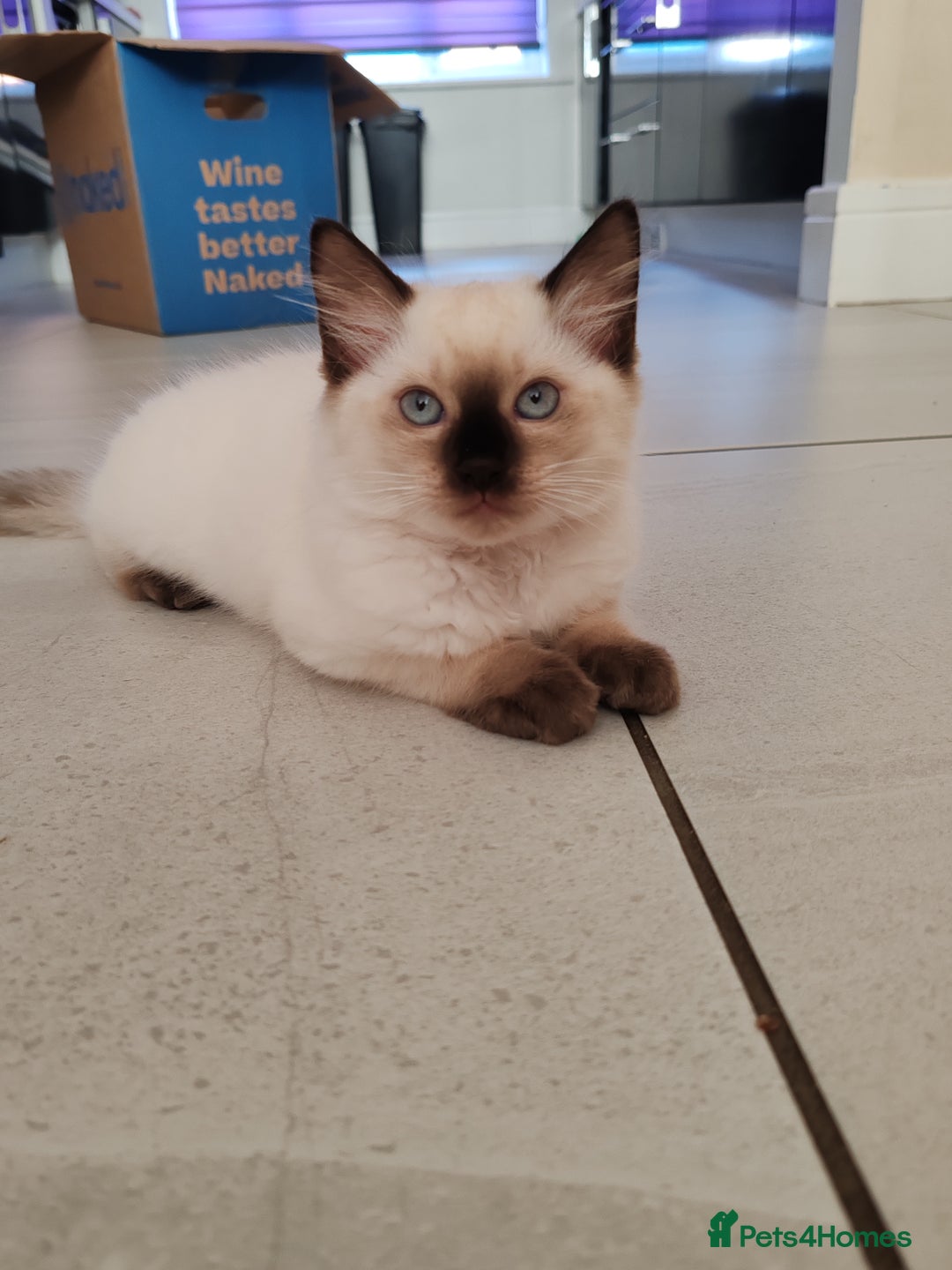 Ragdoll cats for sale: LAST REMAINING RAGDOLL - Female - ready now in Mexborough - Image 5
