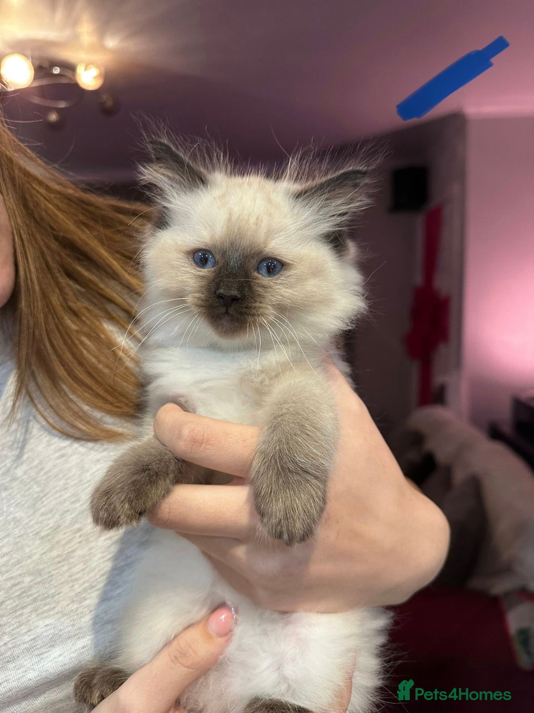 Ragdoll cats for sale: Ragdoll kittens available for sale - Advert 3