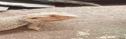 Bearded Dragon reptiles for sale: Bearded Dragaon With Complete Setup in London - Advert 3