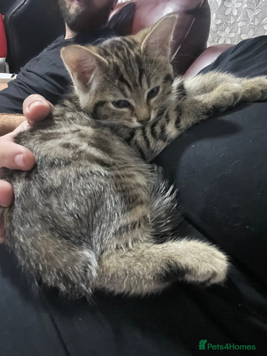 Domestic Shorthair cats for sale: Tiger girl  - Image 3