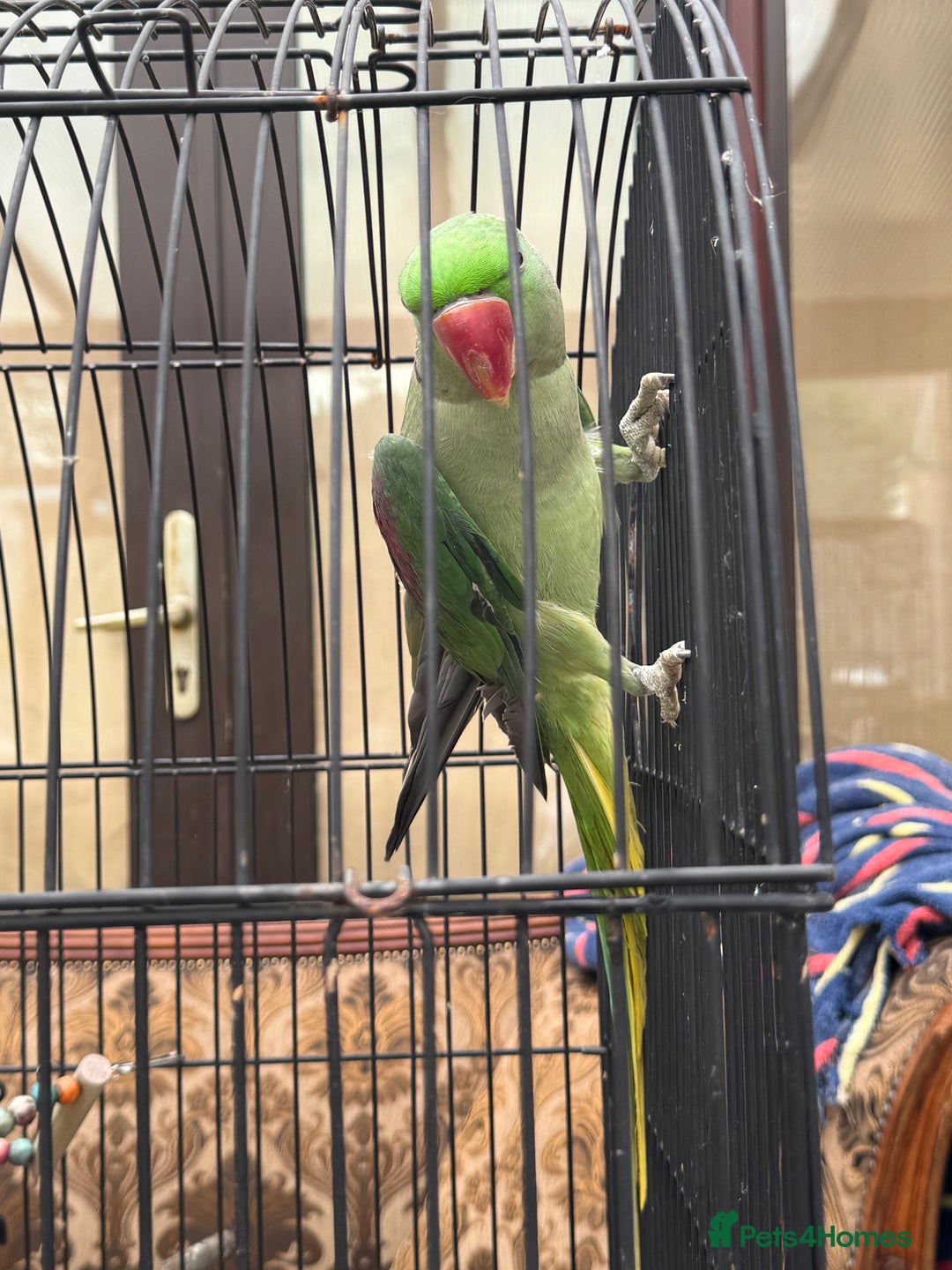 Parrots birds for sale: Pair Of Alexandrine Parrots - Image 7
