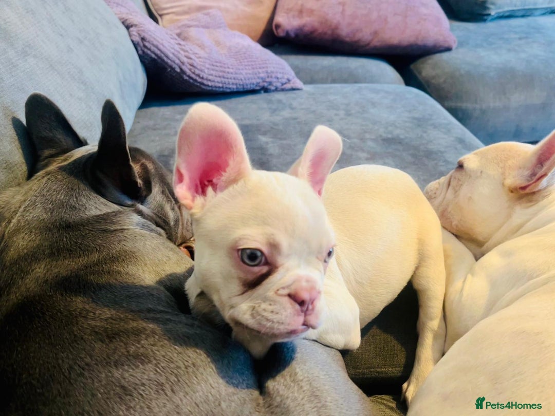 French Bulldog dogs for sale: Ebou x from highly tested Parents - Image 10