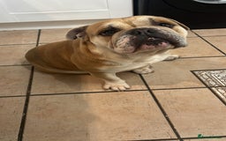 English Bulldog dogs for sale: English bulldog for sale - Advert 1