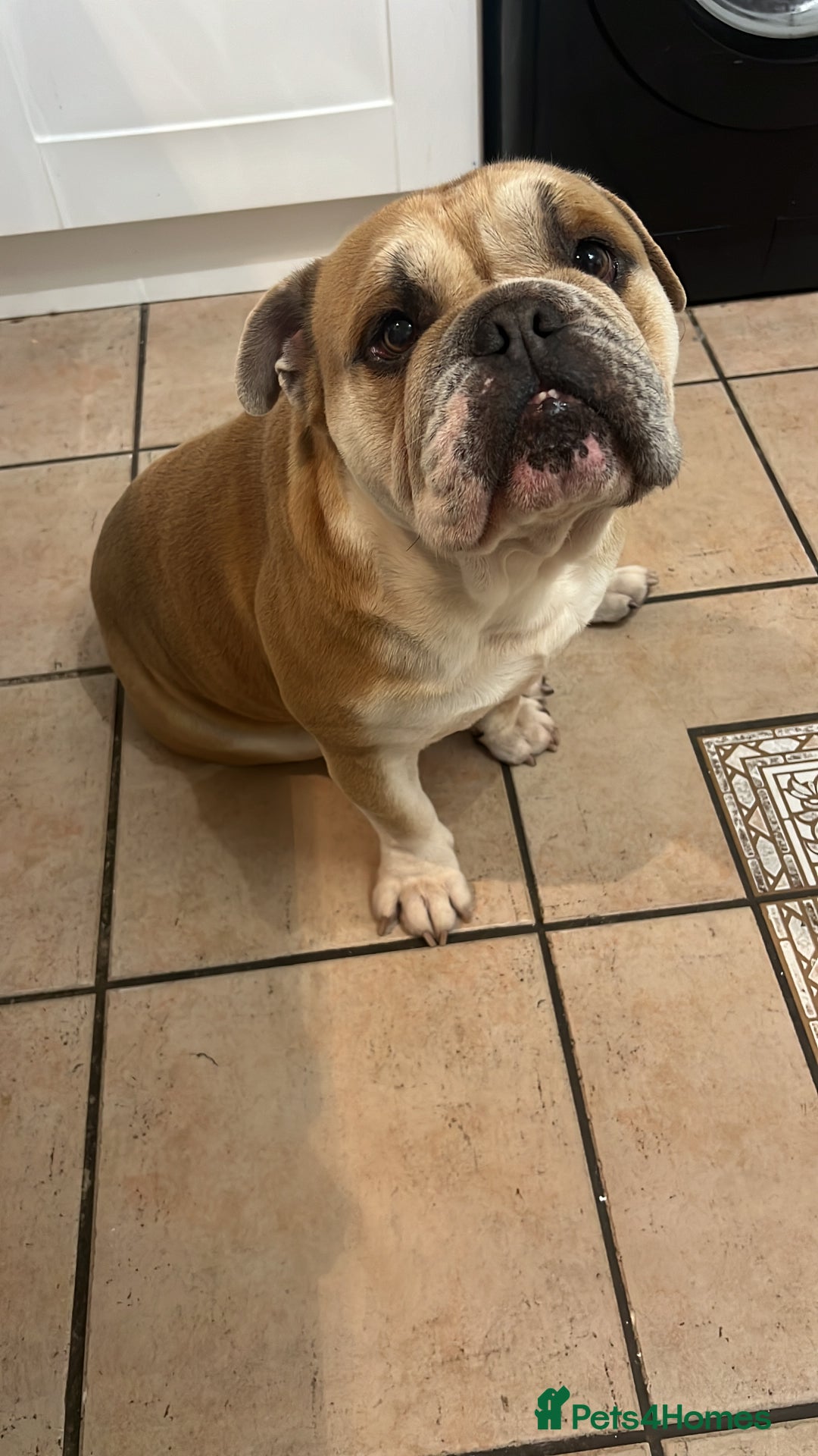 English Bulldog dogs for sale: English bulldog for sale - Advert 1