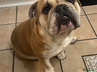 English Bulldog dogs for sale: English bulldog for sale - Advert 1