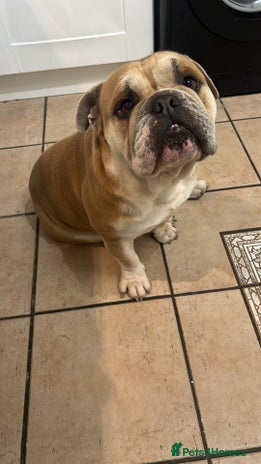 English Bulldog dogs English bulldog for sale - Advert 1